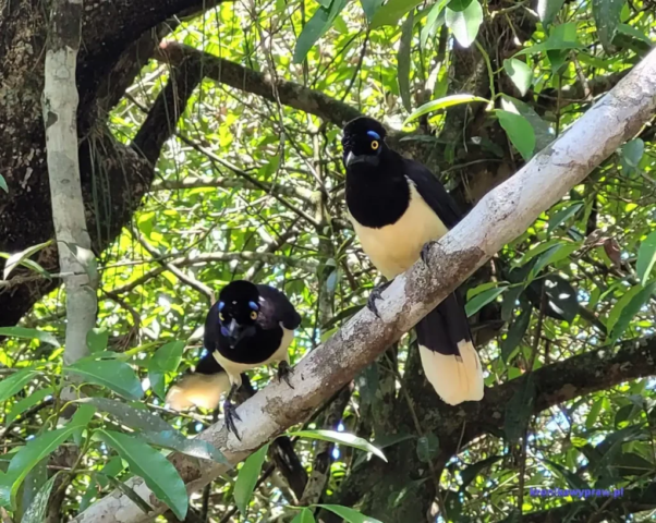 Argentyna_Iguazu2024-11-24_215