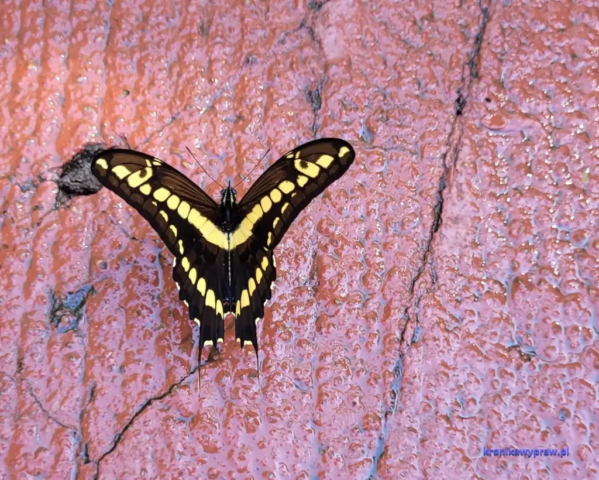 Argentyna_Iguazu2024-11-24_353