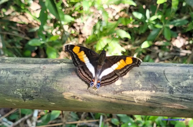 Argentyna_Iguazu2024-11-24_357