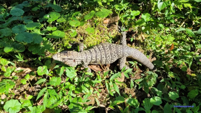 Argentyna_Iguazu2024-11-24_413