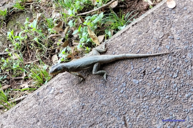 Brazylia wodospady Iguazu - jaszczurka Brazylia wodospady Iguazu - jaszczurka