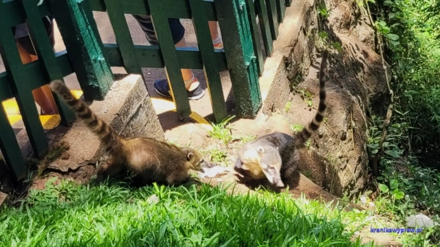 Brazylia wodospady Iguazu - ostronosy Brazylia wodospady Iguazu - ostronosy