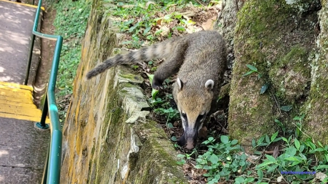 Brazylia wodospady Iguazu - ostronos Brazylia wodospady Iguazu - ostronos