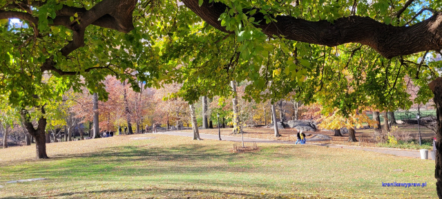 NowyJork2024-11-29_155